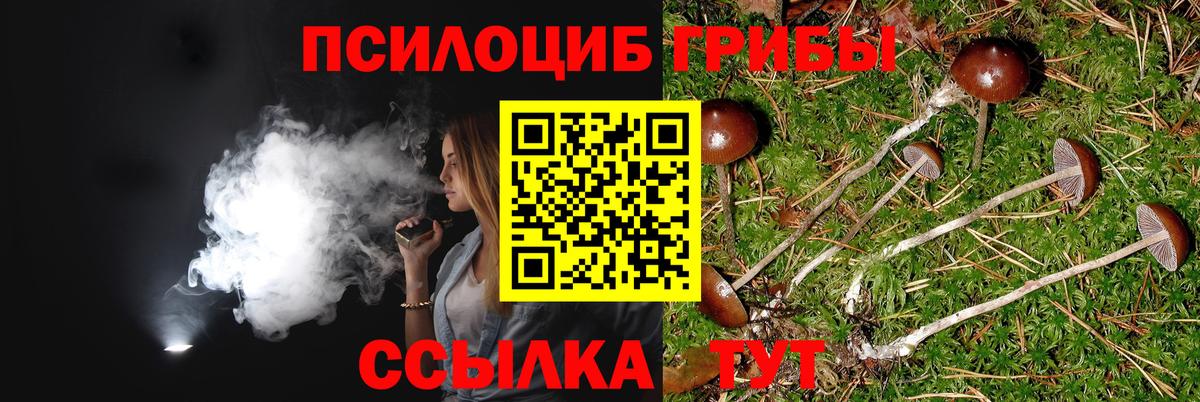 Галлюциногенные грибы Psilocybine cubensis Малоярославец